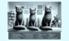 Cat Behaviour Insights: Expert Tips from Jackson Galaxy