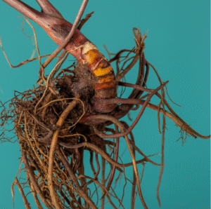 Supplements for Menopause: Natural Body Support Solutions