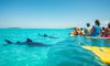 Whale Shark Swimming: Top Tips and Best Times in Belize