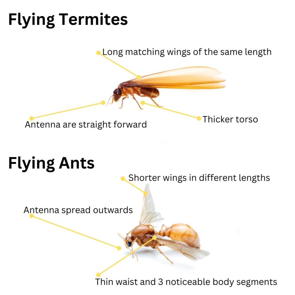 Flying Termites: Their Importance and How to Address Them