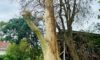 Spotted Gum Tree Hit by Lightning in Adamstown Heights