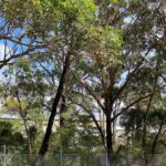Arborists Remove Trees in Newcastle: Here’s Why