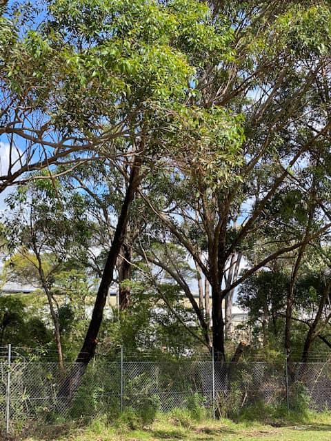 Arborists Remove Trees in Newcastle: Here’s Why