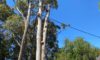 Tree Dispute Solutions in NSW for Neighbours