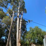 Tree Dispute Solutions in NSW for Neighbours