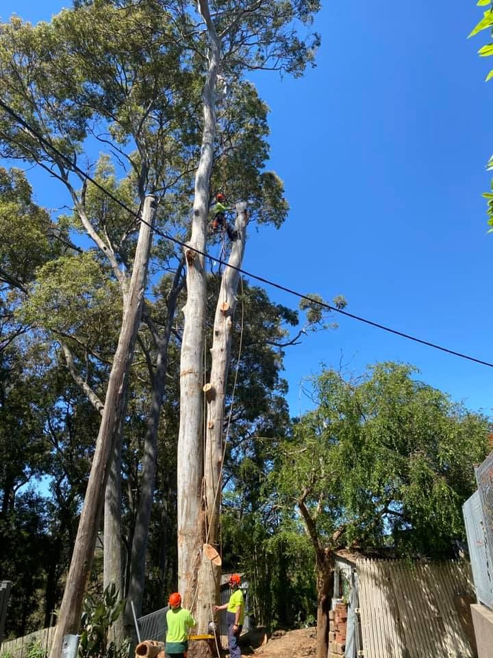 Tree Dispute Solutions in NSW for Neighbours