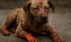 Burn Wound Care for Pets: Key Tips for Effective Healing