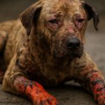 Burn Wound Care for Pets: Key Tips for Effective Healing