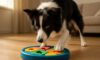 Border Collie Mental Stimulation Tips for Engagement