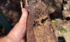 Clay Soil Threatens Caboolture Pipes: What You Need to Know