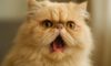 Respiratory Care Guide for Flat-Faced Cats