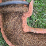 Tree Roots in Drains: Tackling Sutherland Shire’s Challenge